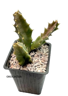 Orbea melanantha mac10 - cecicactus - cactus y suculentas de colección