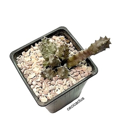 Huernia thuretti var primulina mac9 - cecicactus - cactus y suculentas de colección