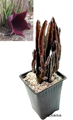 Stapelia leendertziae mac10 - comprar online