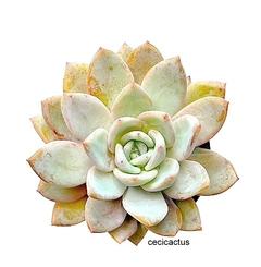 Echeveria hibrida 'Nina' mac10 - comprar online