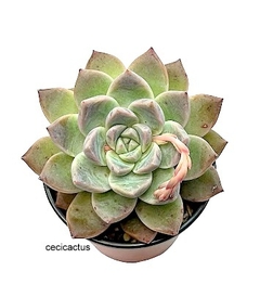 Echeveria hibrida 'Alba Beauty' mac11 - comprar online