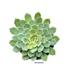 Echeveria tolucensis mac10 en internet