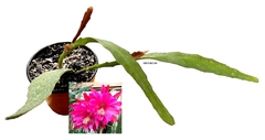 Epiphyllum hibrido 'Pegasus' mac11 en internet
