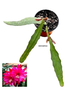 Epiphyllum hibrido 'Pegasus' mac11 - comprar online