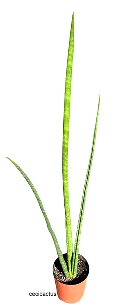 Sansevieria cylindrica mac11