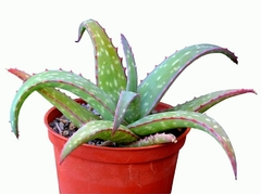 Aloe sinkatana mac12