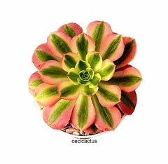 Aeonium hibrido 'Pink Witch' (elegir tamaño) en internet