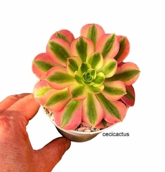 Aeonium hibrido 'Pink Witch' (elegir tamaño) - cecicactus - cactus y suculentas de colección