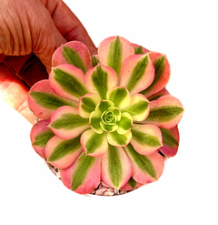 Aeonium hibrido 'Pink Witch' (elegir tamaño)