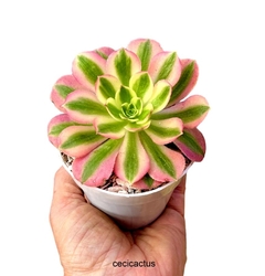 Aeonium hibrido 'Pink Witch' (elegir tamaño) - comprar online