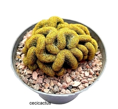 Mammillaria elongata crestada (tres tamaños) - cecicactus - cactus y suculentas de colección