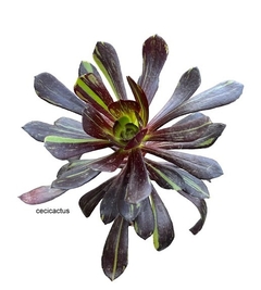 Aeonium hibrido 'Big Bang' mac8 - comprar online