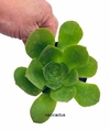 Aeonium gigante mac11