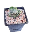 Crassula 'Ivory Pagoda' mac9 con hijos