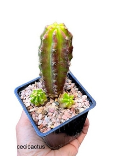 Echinocereus vierecki var morricale mac9 - cecicactus - cactus y suculentas de colección