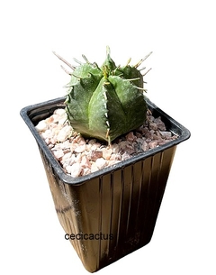 Euphorbia meloformis - comprar online