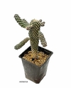 Opuntia fulgida mac10