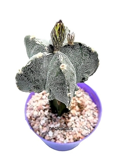 Astrophytum myriostigma doble hakujo injertado GRANDE (codJ-33) - comprar online