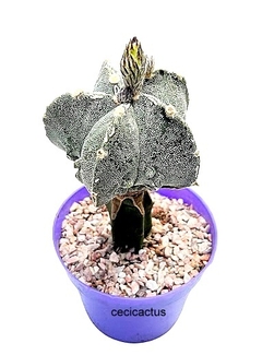 Astrophytum myriostigma doble hakujo injertado GRANDE (codJ-33) en internet