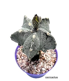Astrophytum myriostigma doble hakujo injertado GRANDE (codJ-33) - cecicactus - cactus y suculentas de colección
