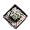 Astrophytum myriostigma hakujo injertado (codJ-32)