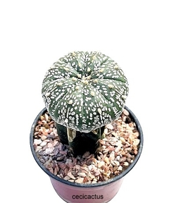 Astrophytum asterias superkabuto injertado mac10 (codJ30) - comprar online