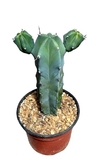 Myrtillocactus geometrizans ramificado mac10