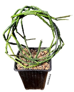 Cynanchum marnerianum mac10 - comprar online