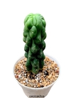 Trichocereus pachanoi monstruoso mac10