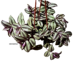 Tradescantia zebrina bols15