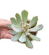 Echeveria 'Hoveyi' (elegir tamaño)