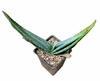Aloe suprafoliata mac11