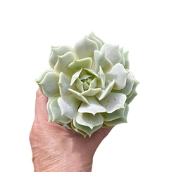 Echeveria 'Lola' (elegir tamaño)