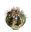 Melocactus matanzanus mac11