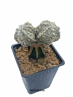 Astrophytum myriostigma fukuryu bicefalo injertado (cod A-203) - comprar online