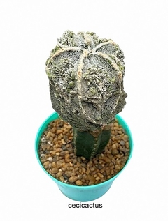 Astrophytum myriostigma hakujo fukuryu GRANDE injertado (cod A-208)