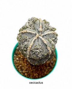 Astrophytum myriostigma hakujo fukuryu GRANDE injertado (cod A-208) en internet