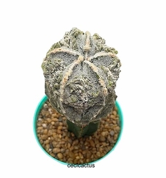 Astrophytum myriostigma hakujo fukuryu GRANDE injertado (cod A-208) - cecicactus - cactus y suculentas de colección