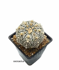 Astrophytum asterias super kabuto injertado ESPECIAL (cod A206) - comprar online
