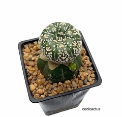 Astrophytum asterias super kabuto Vtype injertado (cod J40) - comprar online