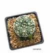 Astrophytum asterias super kabuto Vtype injertado (cod J40)