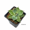 Agave kishiokan variegado mac8