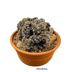 Copiapoa tenuissima crestada en sus raices bols16 barro (COP16) - comprar online