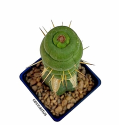 Eulychnia castanea spiralis injertada mac10 (cod EU2) - cecicactus - cactus y suculentas de colección