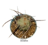 Tephrocactus aoracanthus mac10 (cod T3)