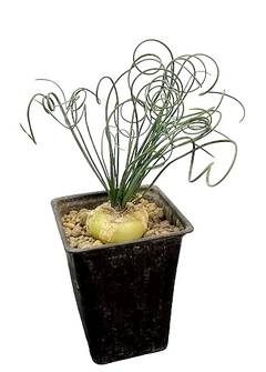 Albuca spiralis mac9 (cod AL7) - comprar online