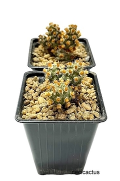 Tephrocactus molinensis cv Red Glochid mac8 (cod M8) - comprar online