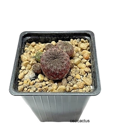 Sulcorebutia rauschii violacidermis mac9 (cod N3) - cecicactus - cactus y suculentas de colección