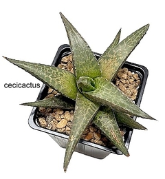 Haworthia venosa tesellata mac10 (cod HV2)