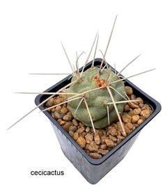 Tephrocactus aoracanthus mac9 (cod TA9) en internet